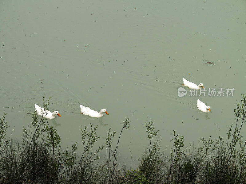 土耳其塔尔苏斯梅尔辛附近的大坝上的鸭子