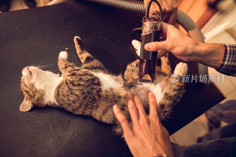 一个陌生的兽医在给一只猫做手术。