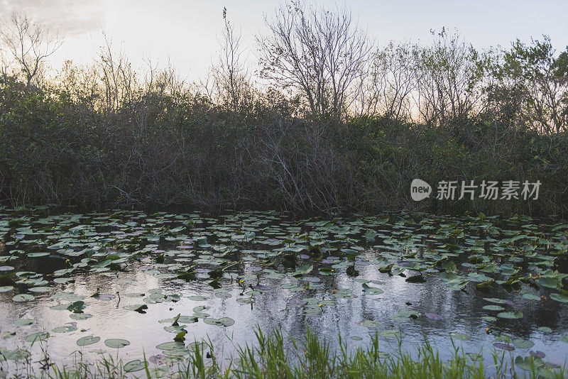 佛罗里达达德迈阿密克罗姆大道大沼泽地运河