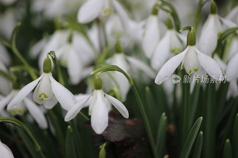 春季盛开的雪花莲(雪花莲)的特写图像