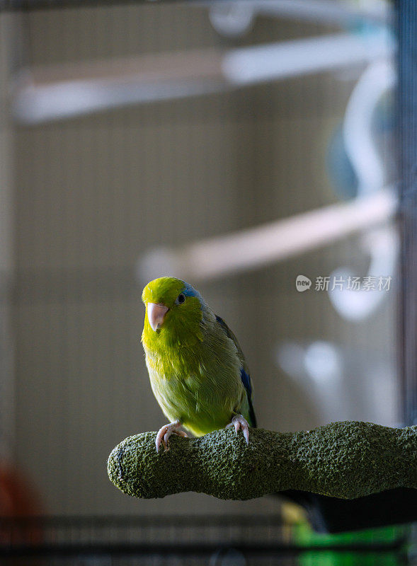 绿色Parrotlet