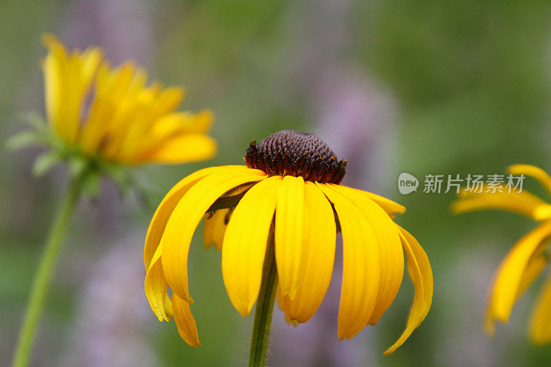 黑眼苏珊花。俄亥俄州代顿市。