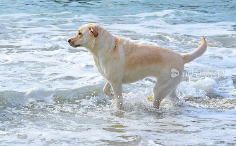 拉布拉多寻回犬