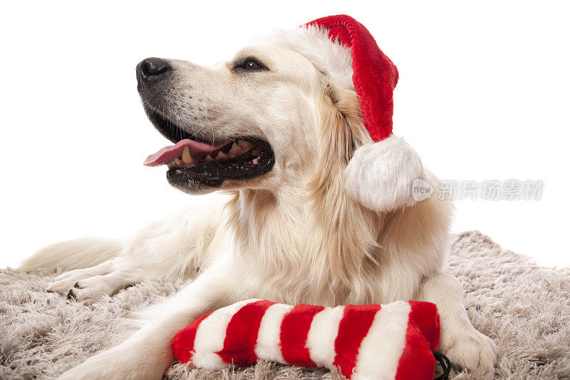 圣诞节的金毛猎犬