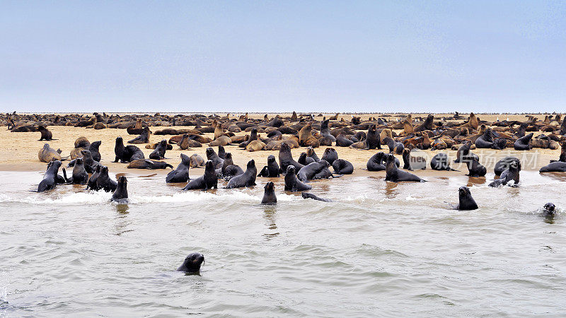 纳米比亚沃尔维斯湾的海豹聚居地