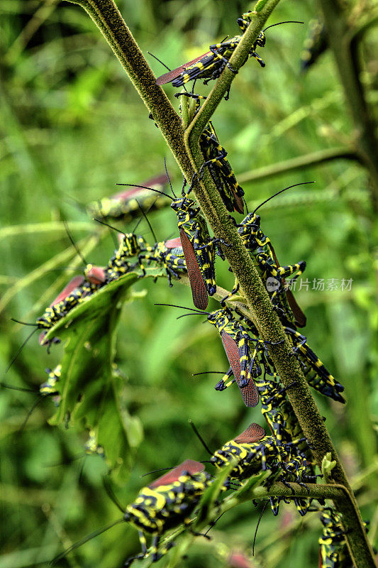 害虫-一群蝗虫吃树叶