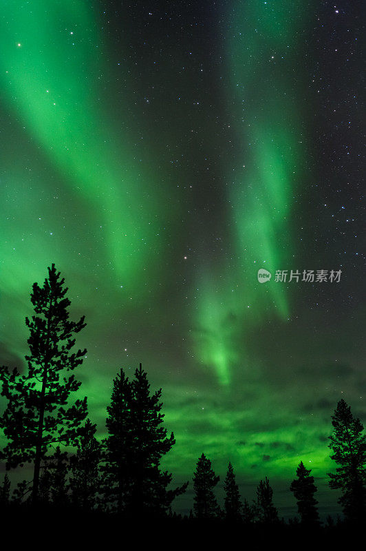 北极光在北方森林之上