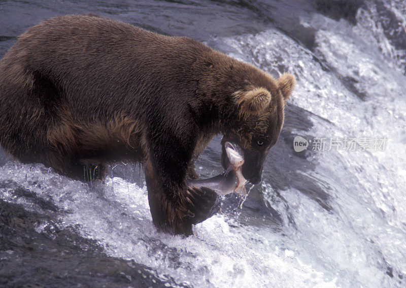 棕熊在抓晚餐