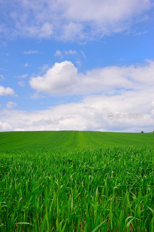 麦田