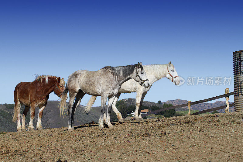 三匹马在山上