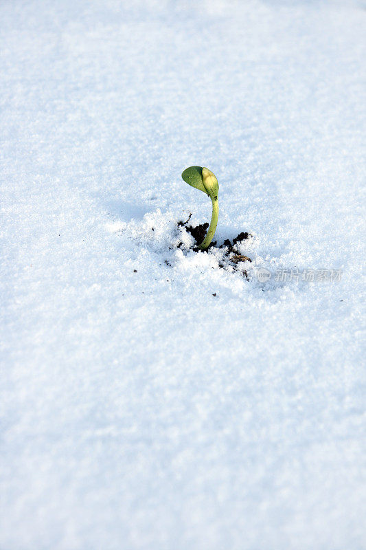 在雪地上发芽