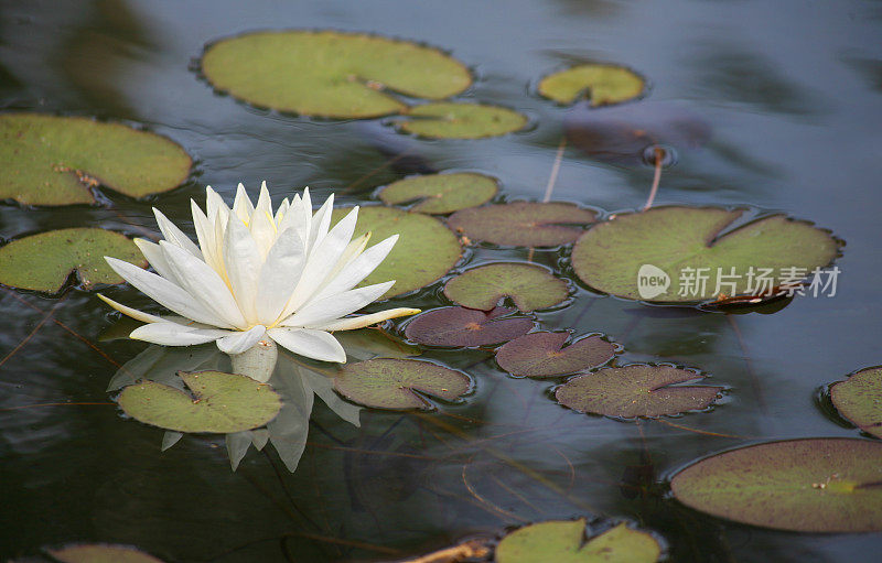 莲花和莉莉