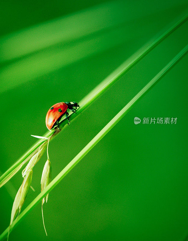 瓢虫在草地上行走