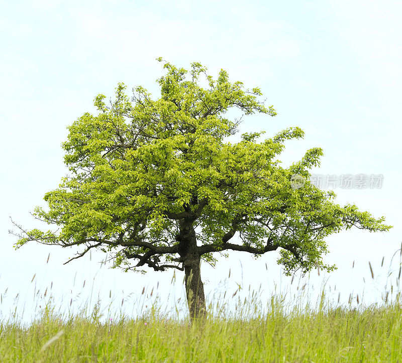 草甸春季苹果树(苹果属)。