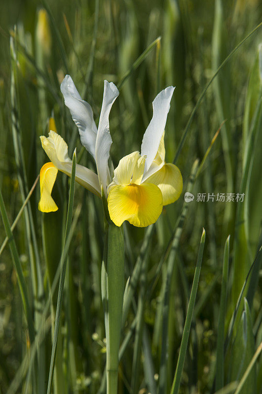 开花的白色有机鸢尾生长在苗圃的特写