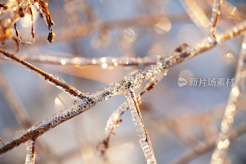 冬天日落时冰冻的树枝