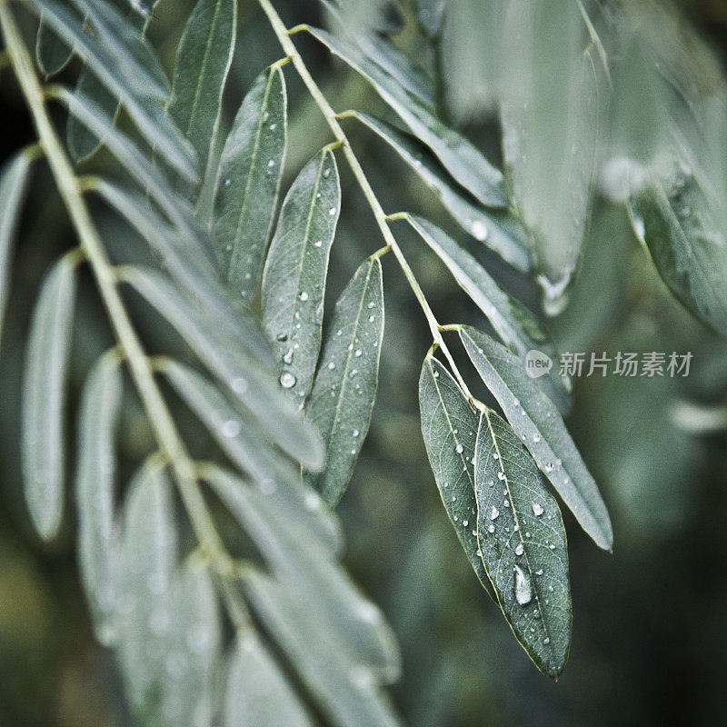 带有雨滴的叶子(点击查看)