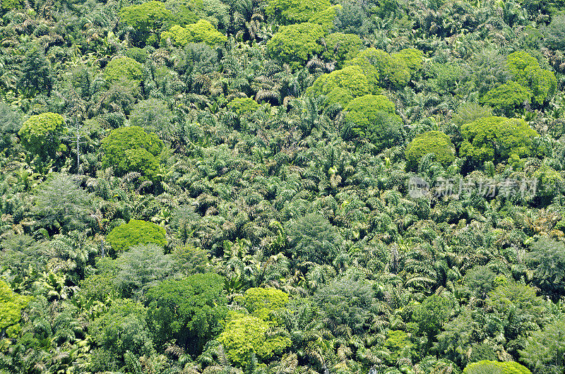 热带森林鸟瞰图，托图盖罗国家公园，哥斯达黎加