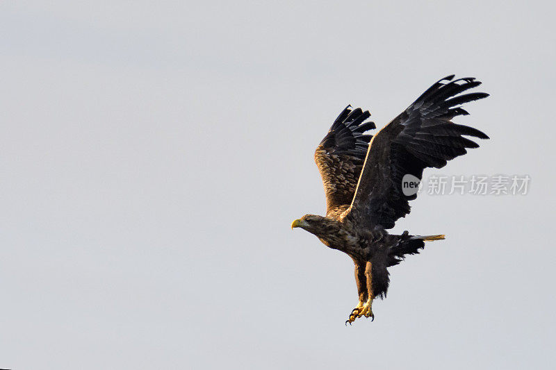 海鹰或白尾鹰在挪威的空中飞行