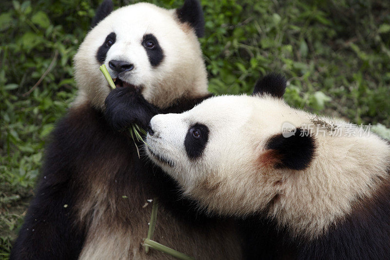 两只熊猫一起吃竹子