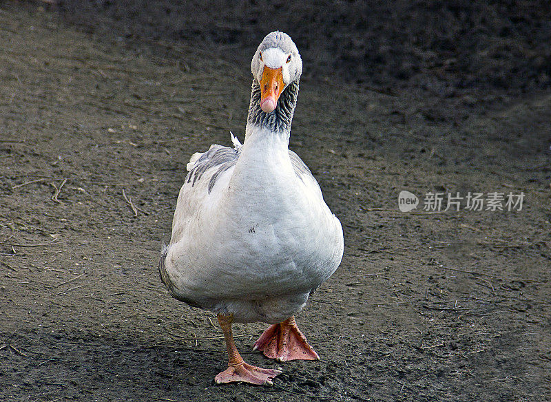 鸭和鹅