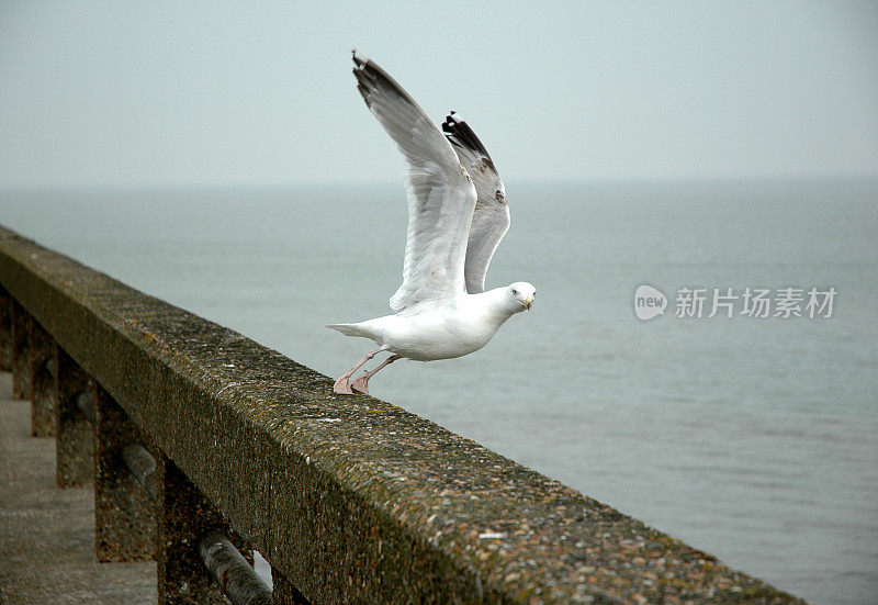 海鸥升空