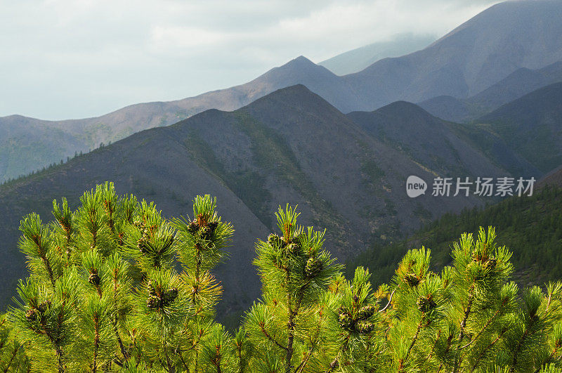 东西伯利亚山脉(雅库特)的雪松