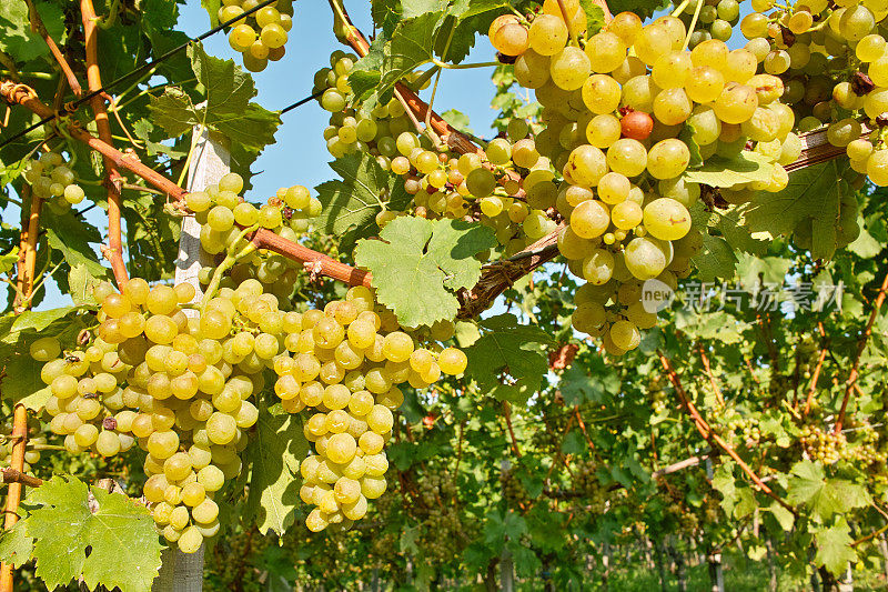 成熟的葡萄和葡萄在葡萄园与晨光