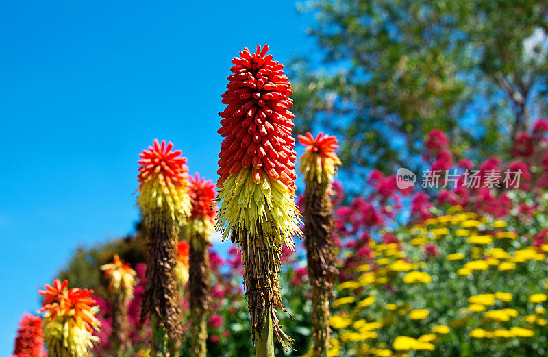 火红的扑克牌-火炬莉莉，Kniphofia