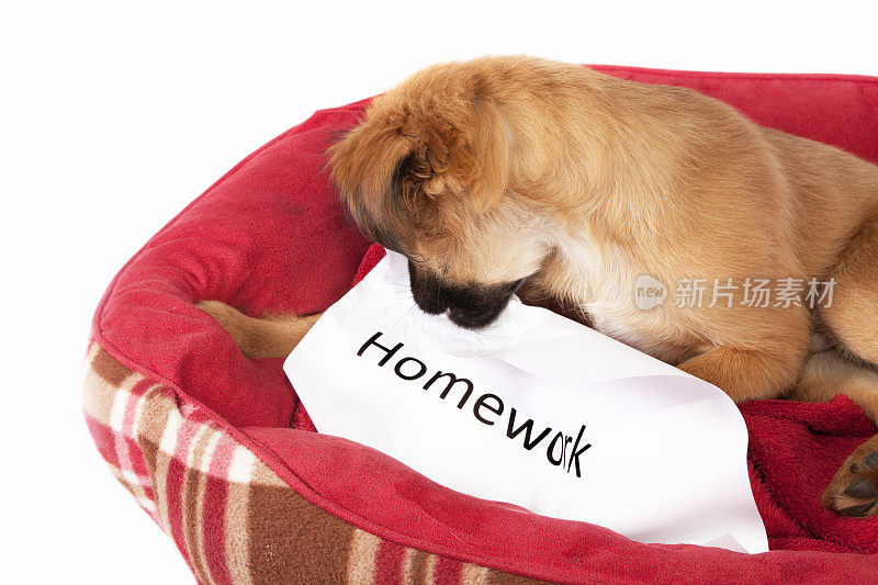 狗吃了我的作业