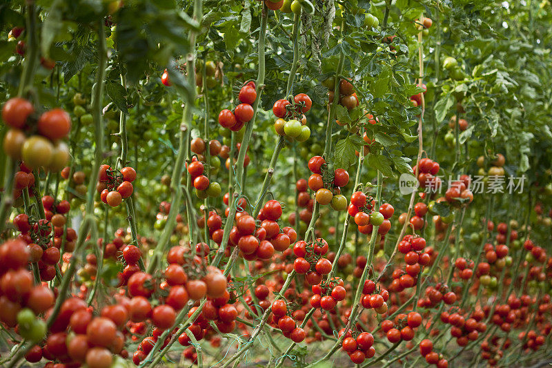 番茄温室