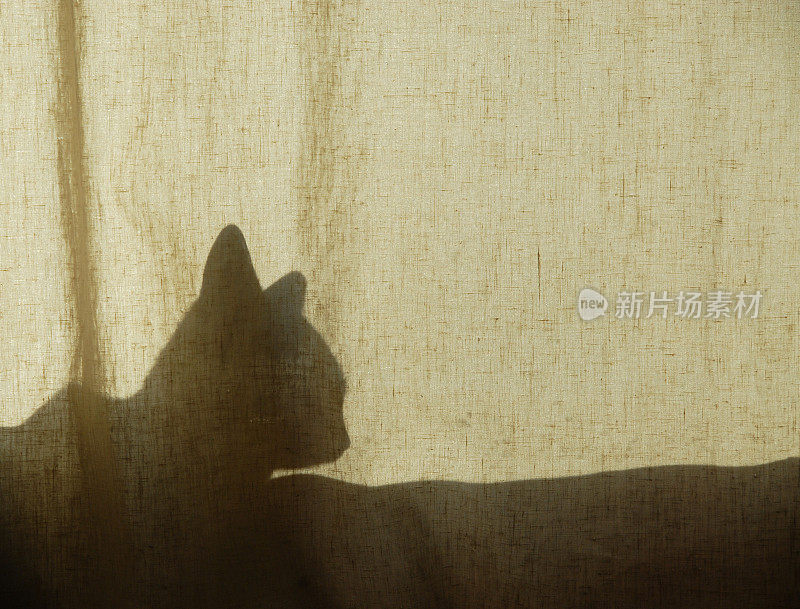 窗帘上的猫影