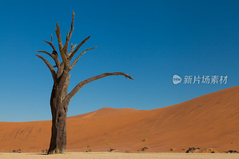 死谷沙丘前的一棵枯树