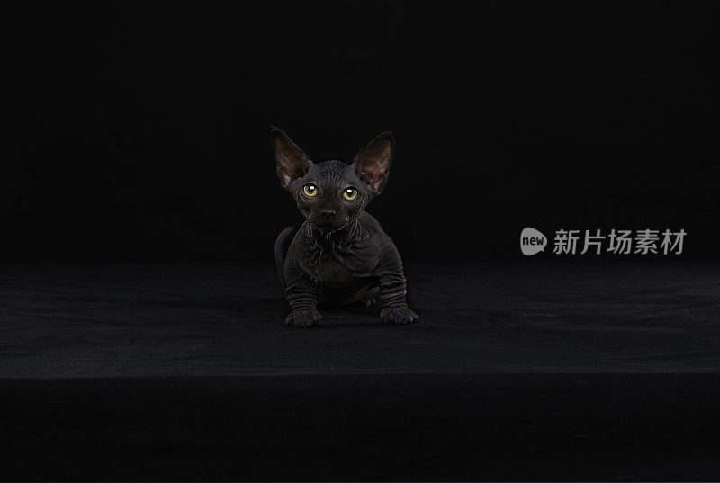 Sphynx猫