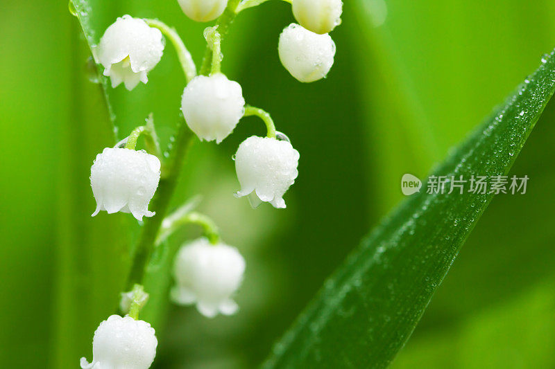 雨后的铃兰