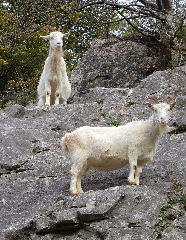 两只野生的白色山羊在陡峭的岩石上攀爬