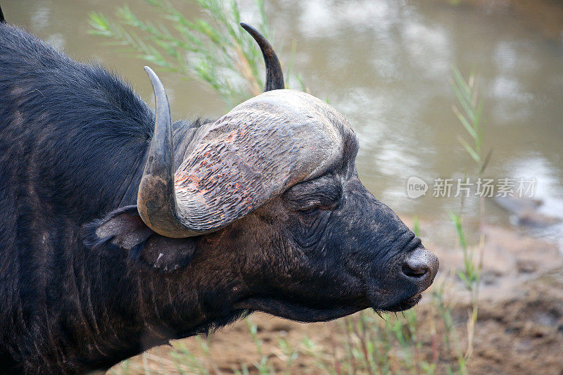 南非:克鲁格国家公园的非洲水牛