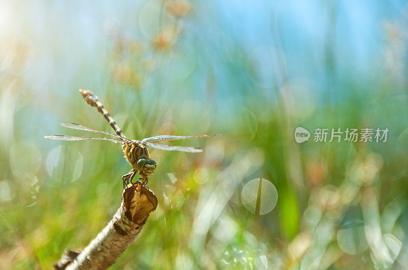 阳光下，树枝上的蜻蜓