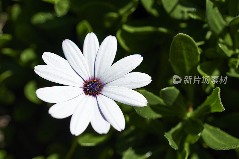 白色开花植物特写