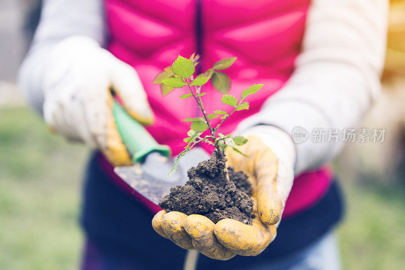 女人手握种植植物