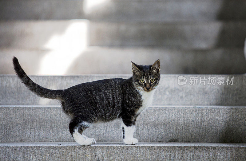 小猫咪站在台阶上