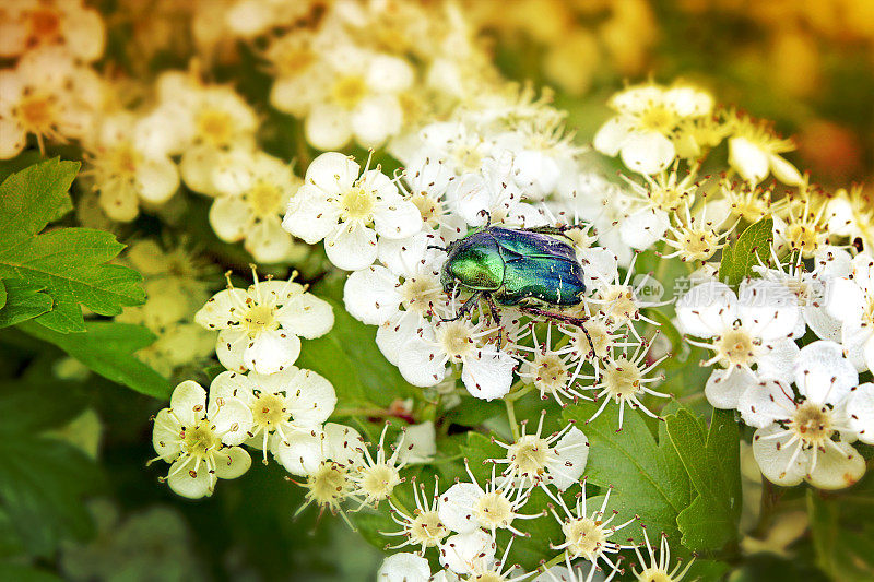 春天白色花朵上的绿甲虫