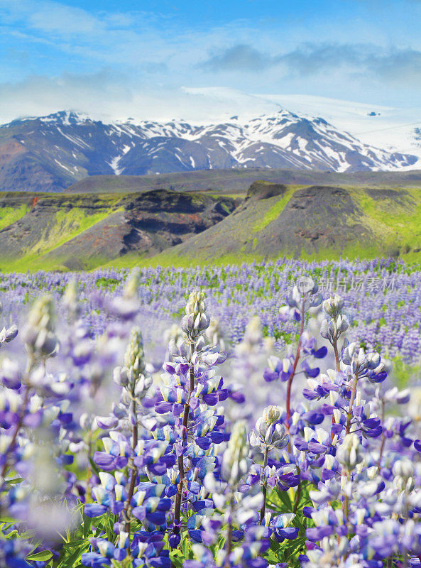 羽扇豆花和冰岛卡特拉火山