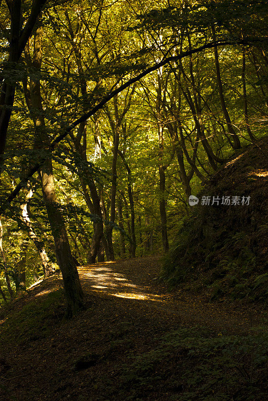 穿过阿尔特纳赫附近的艾菲尔地区秋季森林的小路