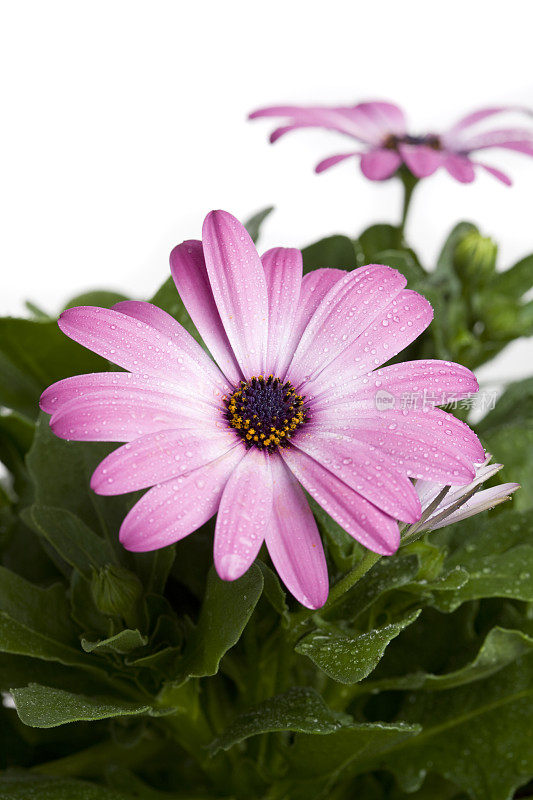 黛西角(Osteospermum)