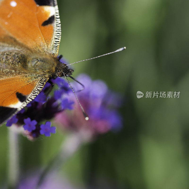 马鞭草上的孔雀蝴蝶