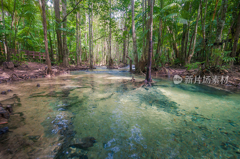 泰国甲米省的森林和水翡翠池国家公园