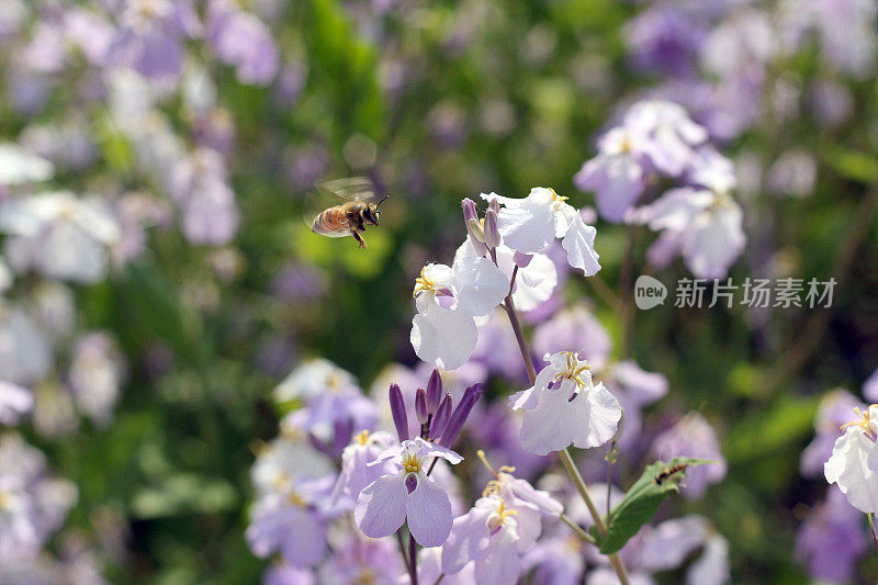 蜜蜂和野花