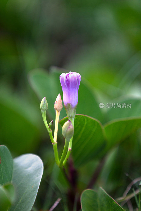 海滩上的牵牛花