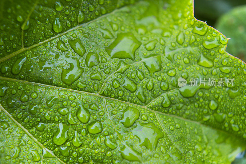 带雨滴的叶子